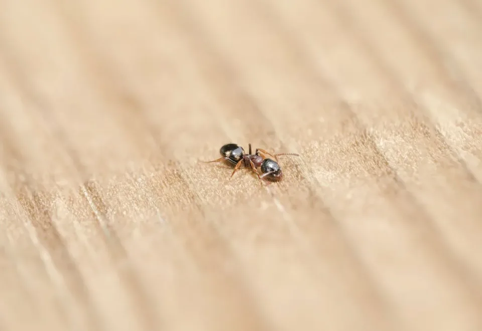 Ant — Pest Control Ant — Pest Control