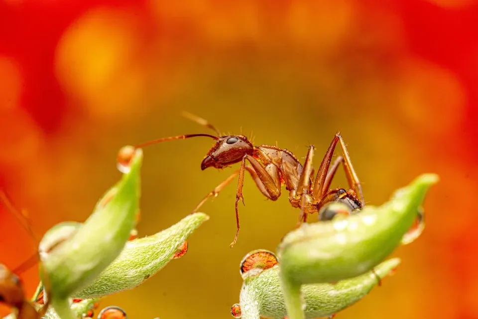Ant — Pest Control