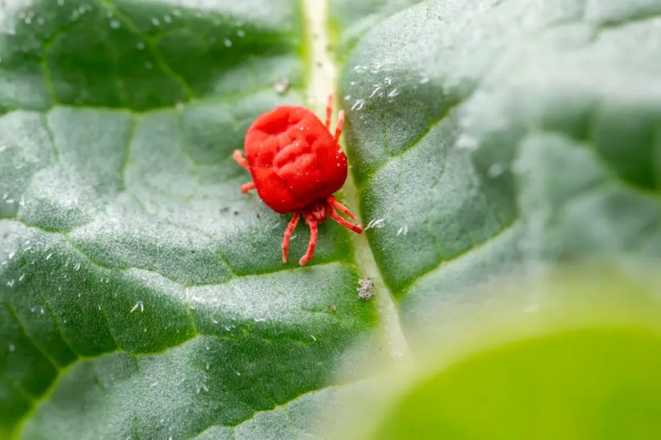 Red Velvet Mite — Pest Control Red Velvet Mite — Pest Control